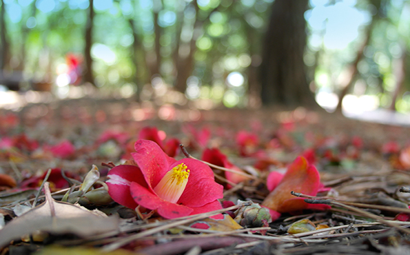 당일치기 여수여행 추천(오동도&amp;#44; 고소천사벽화마을&amp;#44; 향일암&amp;#44; 돌산공원&amp;#44; 여수 해상케이블카)