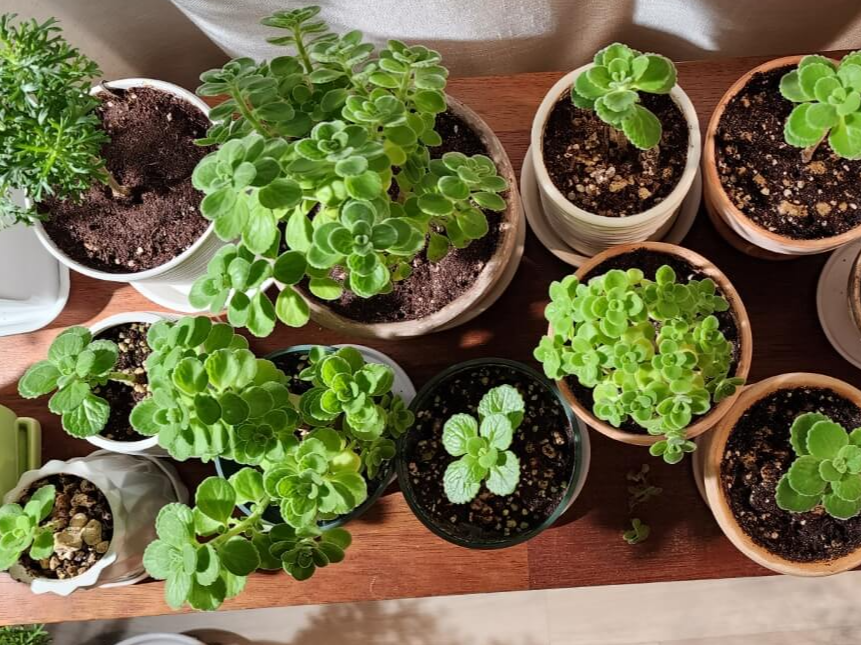 폭풍성장한 장미허브들