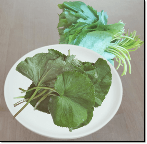 곰취 효능