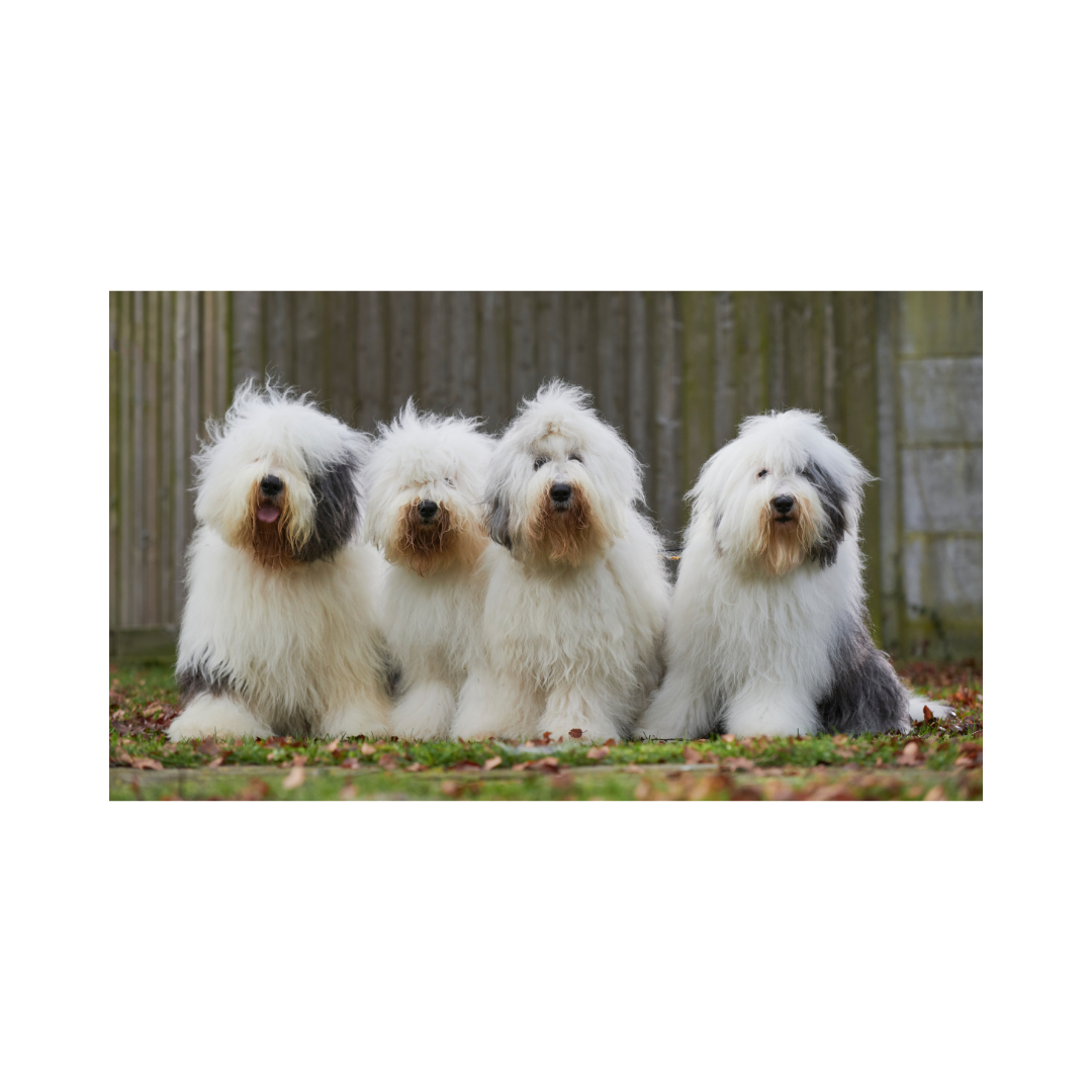 강아지 나이 계산법과 이에 따른 건강 관리법 알아보기