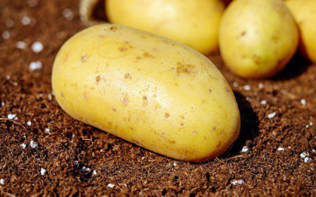 다이어트 식단 꿀감자 샐러드 썸네일