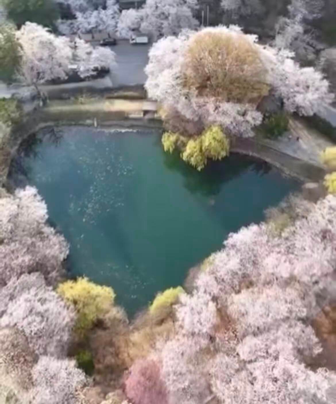 거창 병곡마을 수양벚꽃 주차 완벽 가이드 관련사진