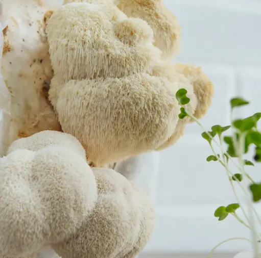 노루궁뎅이버섯 효능 및 영양성분