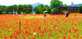 자라섬 꽃 페스타 2025 행사일정 관람 포인트 완전 정리_23