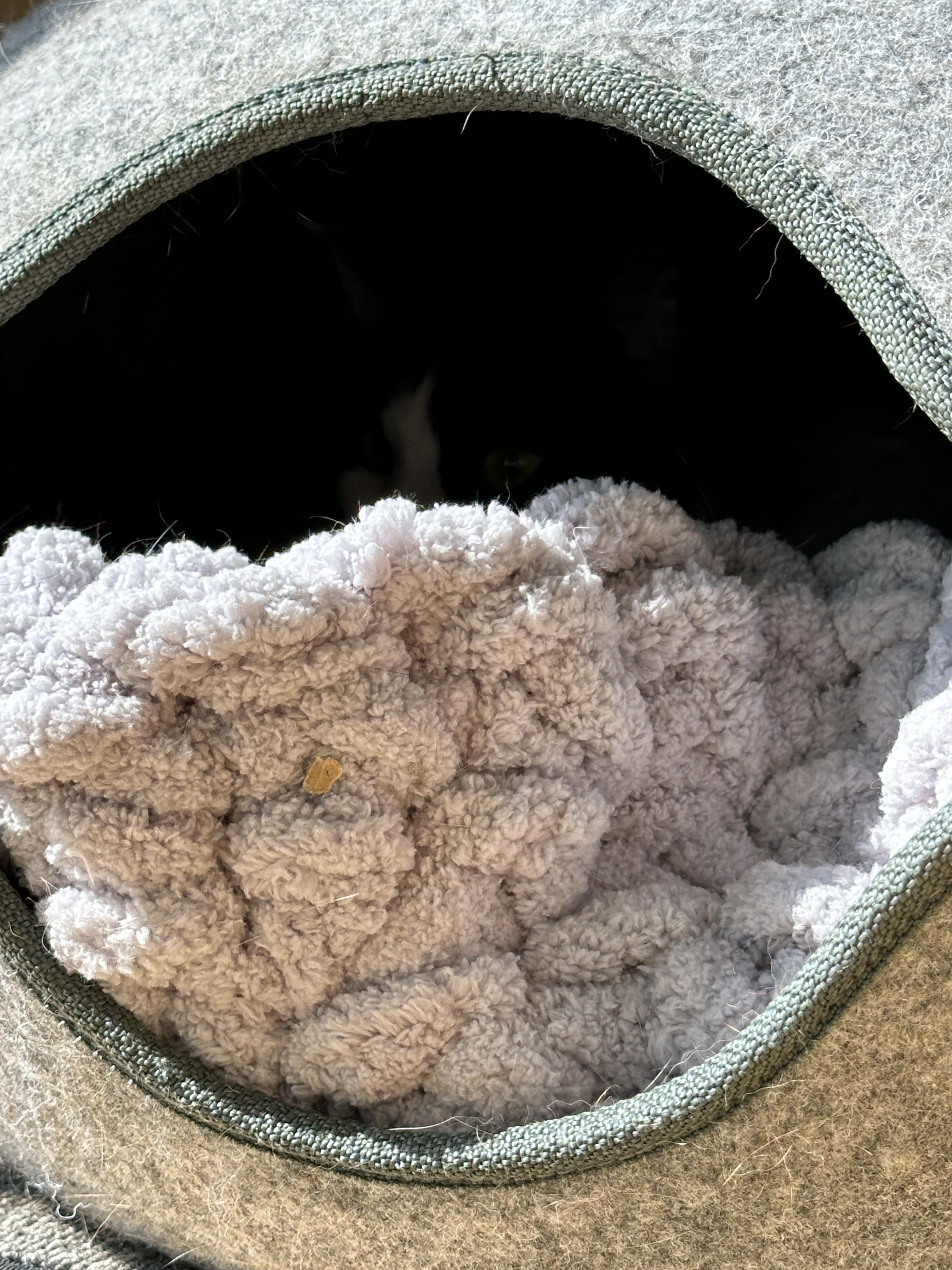 청키수면사_방석_깔아준_하우스_안에_들어가_있는_젖소냥이_두리_1