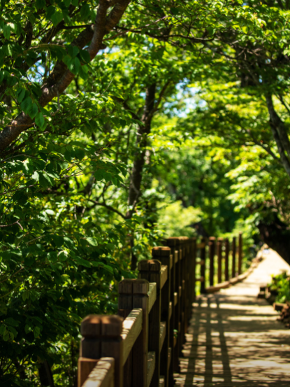 강원도 평창 발왕산과 천년주목숲길 정보