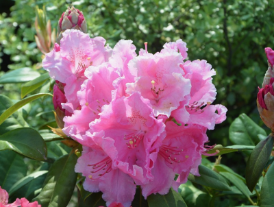 배산임수-전덜-진달래꽃