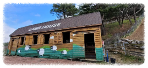 대관령 순수양떼목장