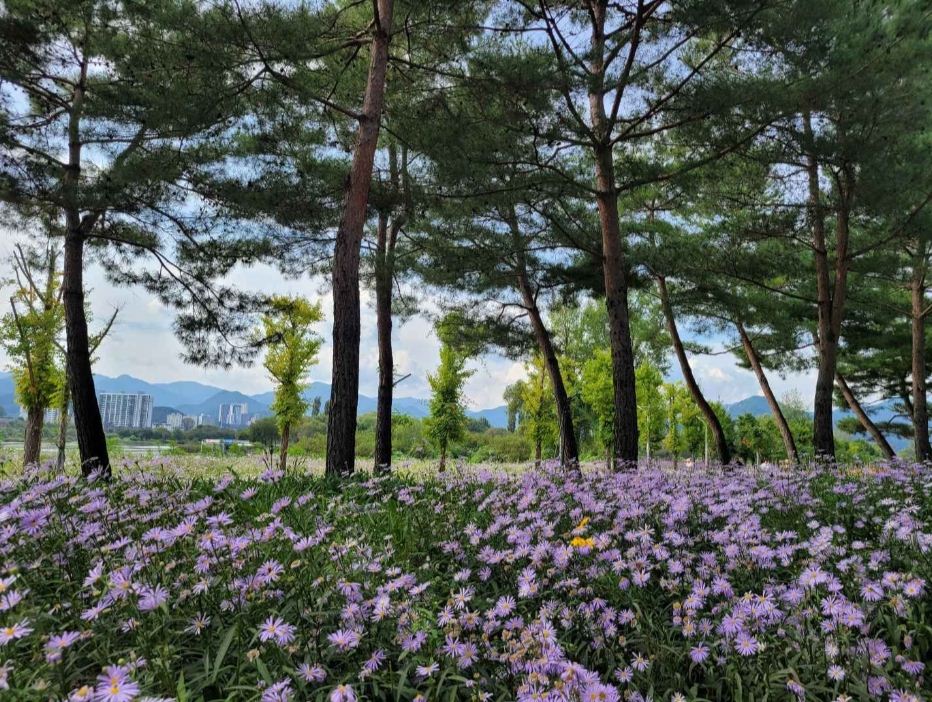 자라섬 꽃 페스타
