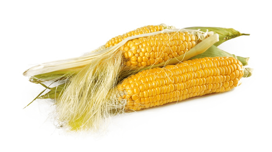 요산 수치 낮추는 음식 옥수수 수염