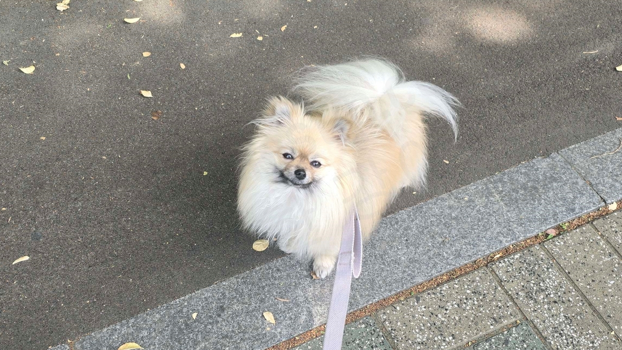 산책하다 진드기에 물린 강아지