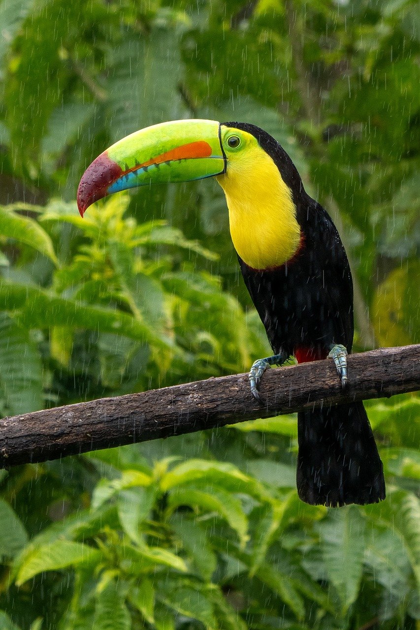 Costa Rica Toucan
