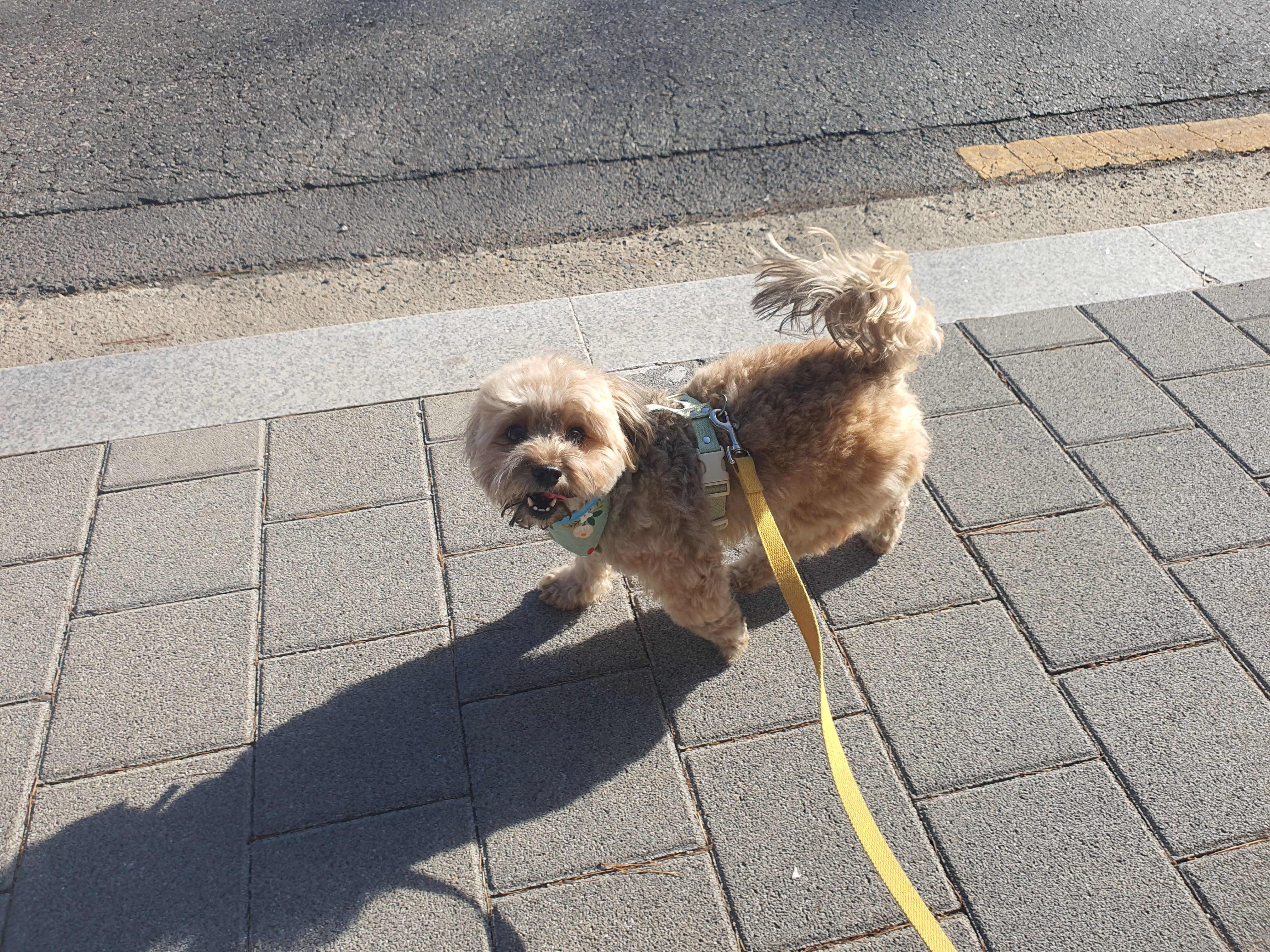 웃으며 산책중인 강아지