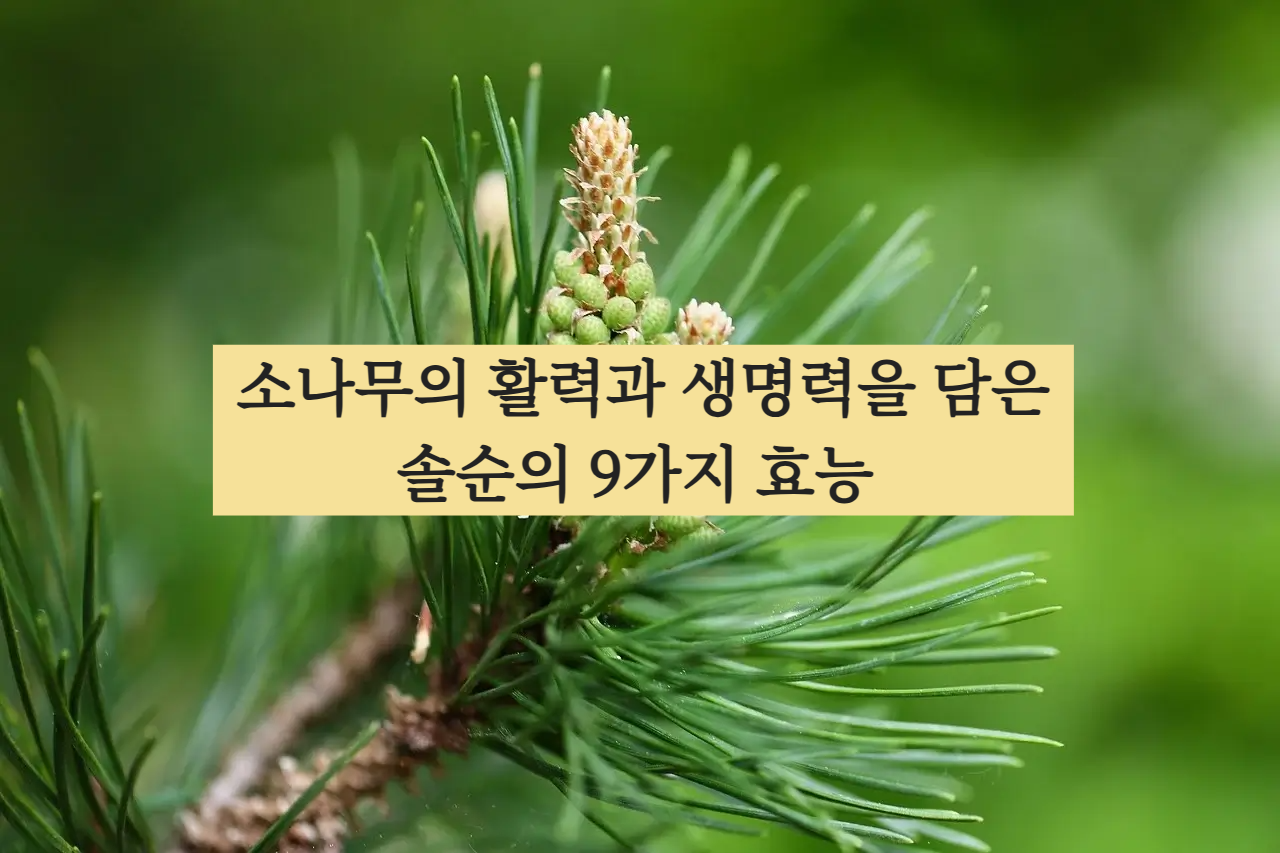 솔순 효능