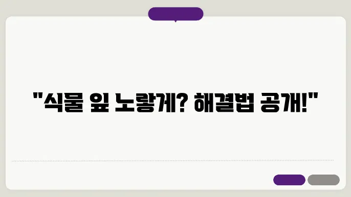 실내 식물 잎이 노랗게 변하는 이유와 해결 방법 총정리
