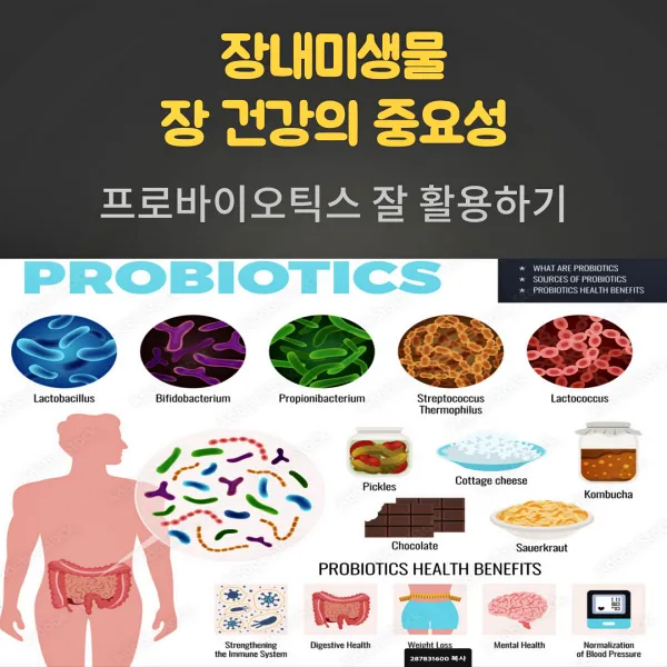 장내미생물의 유익균인 프로바이오틱스의 효과와 작용을 나타내는 이미지