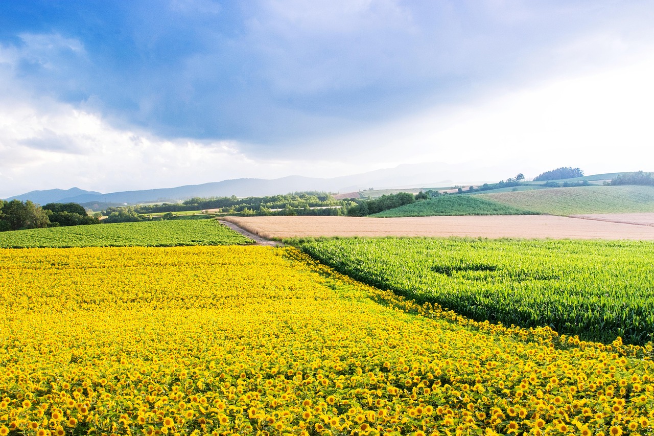 효도 여행지, 홋카이도의 아름다운 꽃 풍경