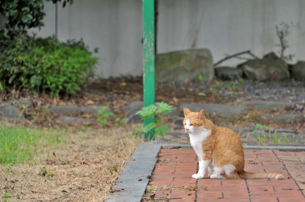 고양이 앉아 있는 모습