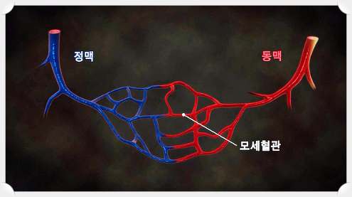 명의-동맥-정맥-모세혈관