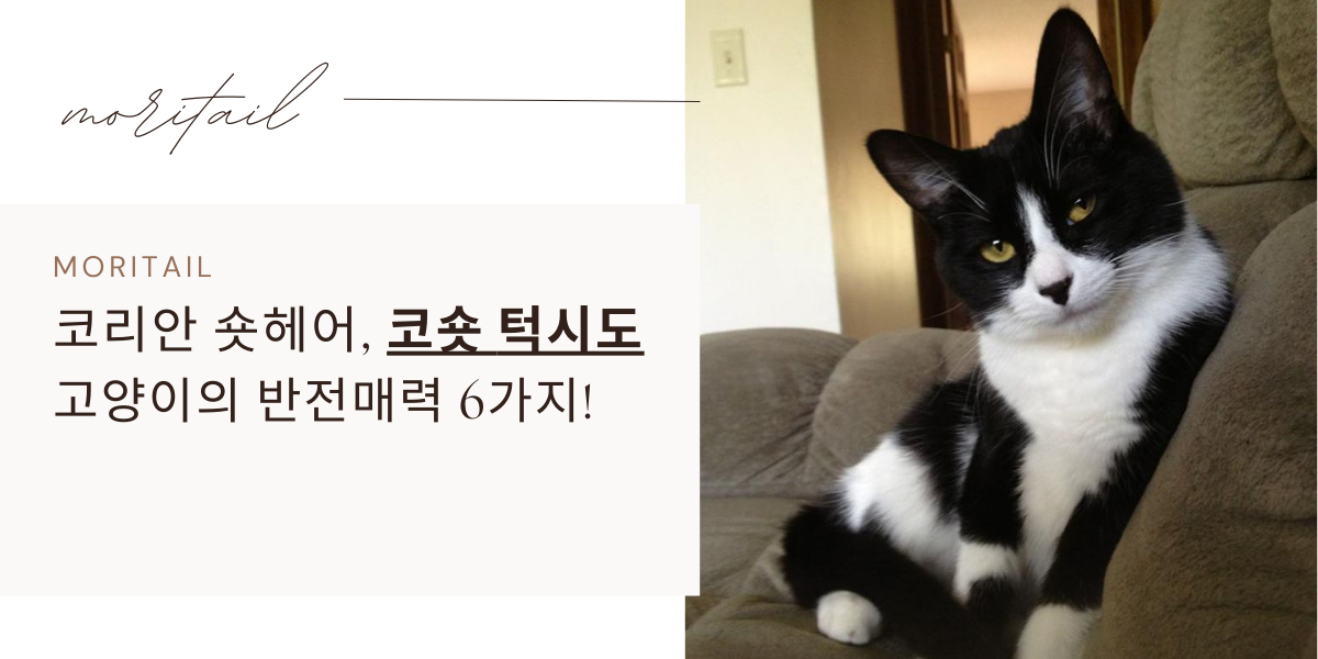 코리안 숏헤어 / 코숏 턱시도 고양이의 반전매력 6가지!