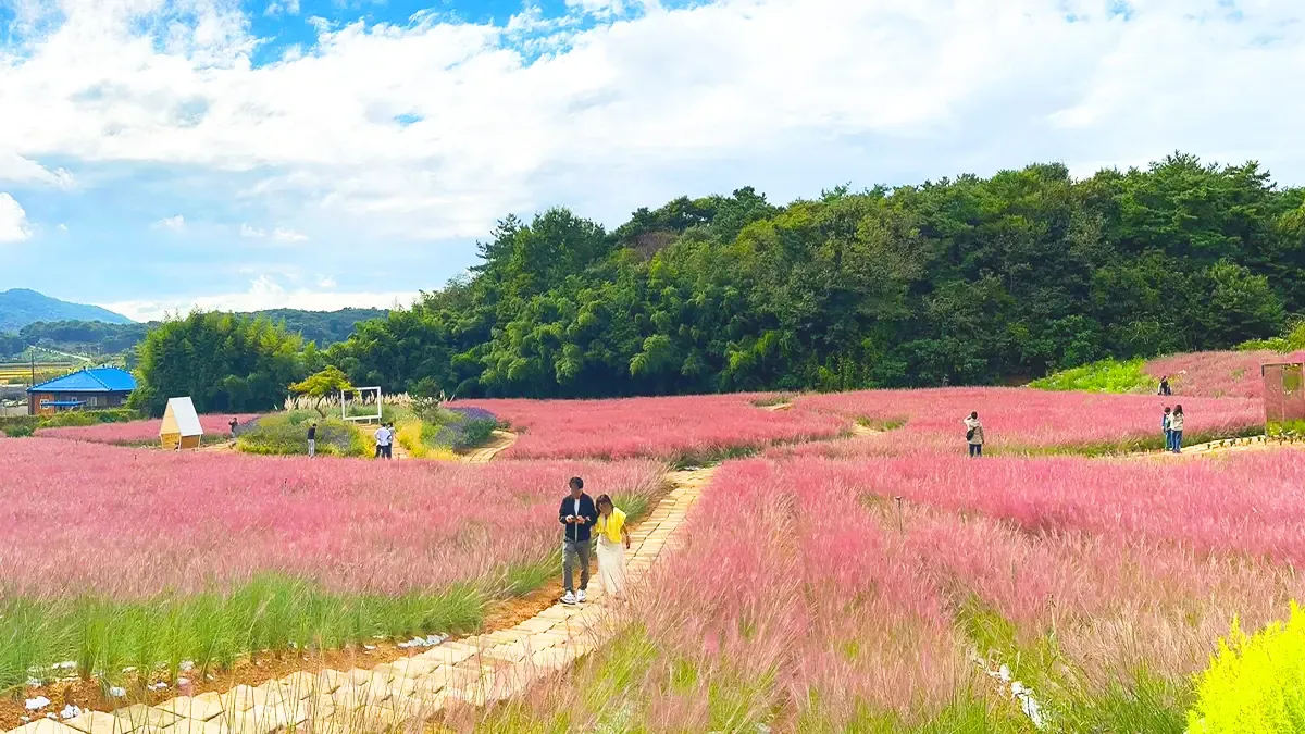 평택 바람새마을 핑크뮬리 가을 여행 인생샷 명소 추천으로 안내_6
