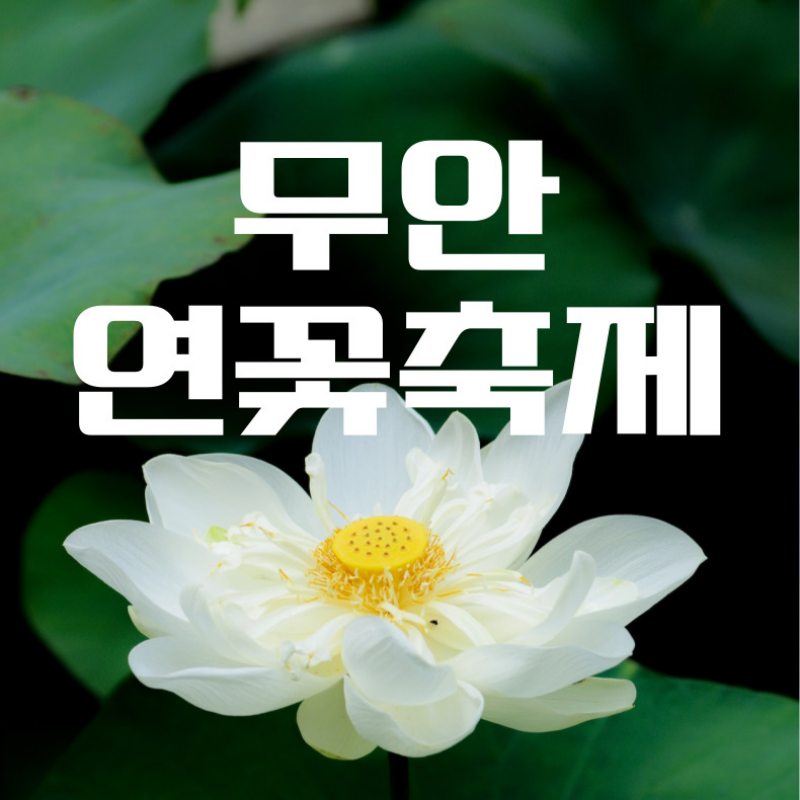 무안연꽃축제