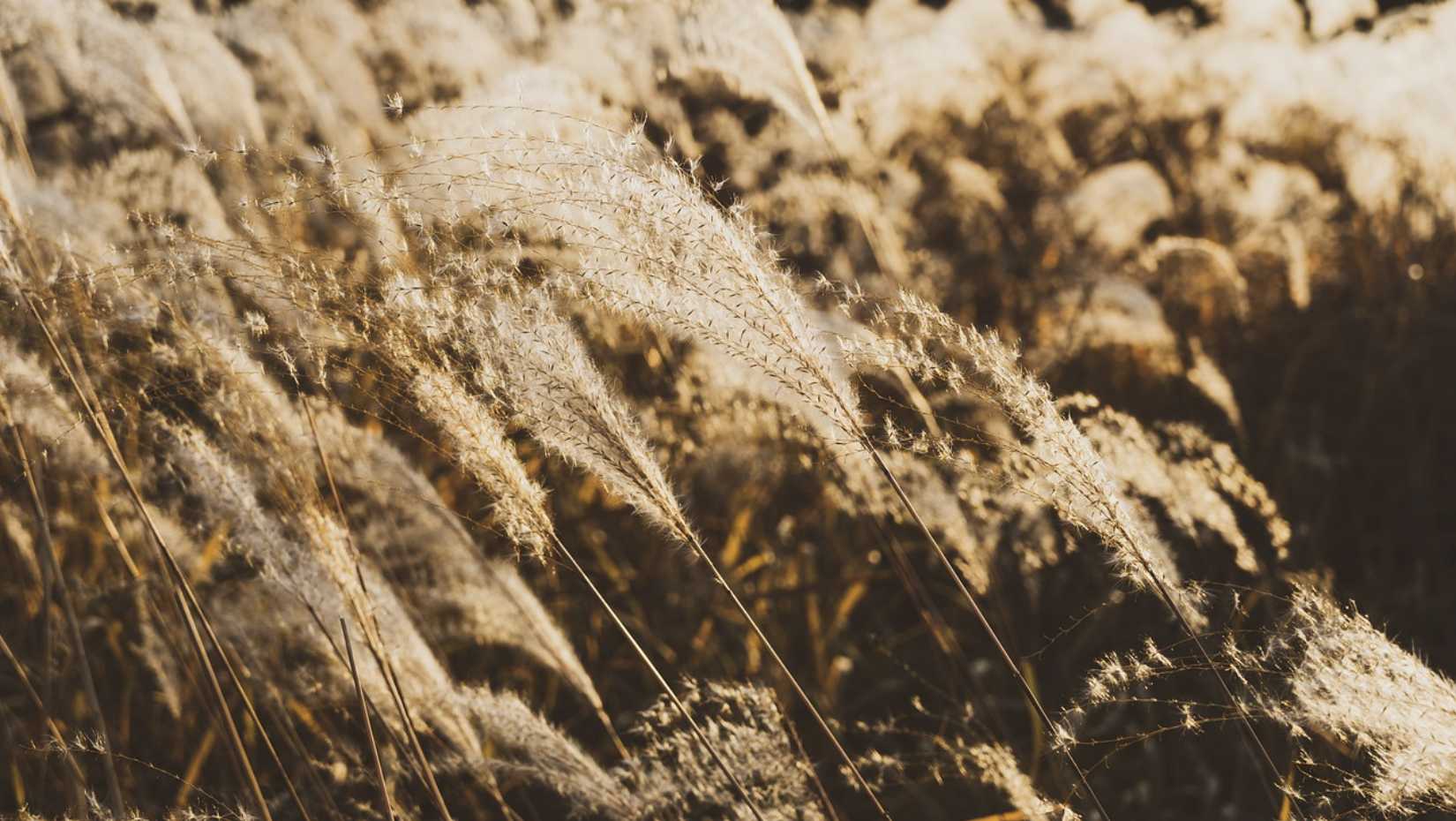 하늘공원 억새축제