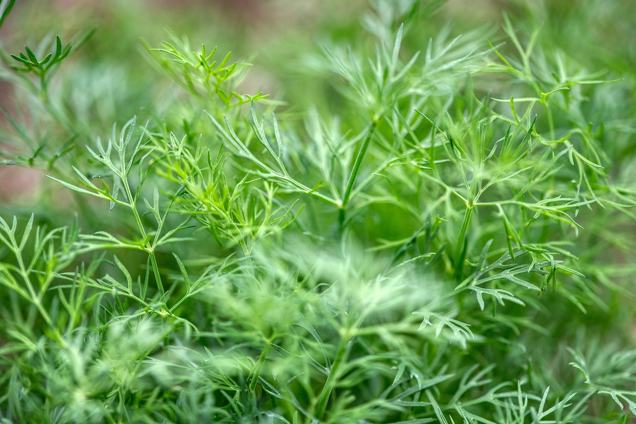 허브 딜(Dill)