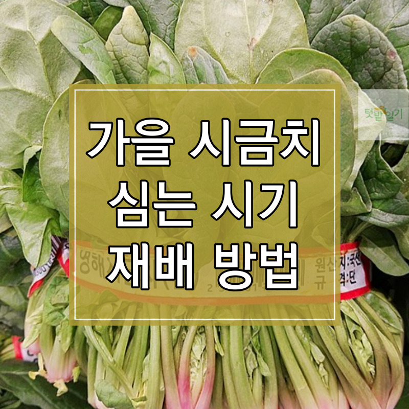 가을 시금치 심는 시기 및 재배방법 썸네일