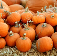 단호박 효능 부작용 영양성분 고르는법 칼로리