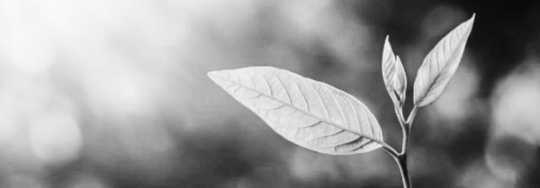 식물 키우기 동향 햇빛