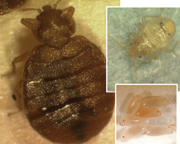 빈대 퇴치법과 효과적인 빈대 퇴치제