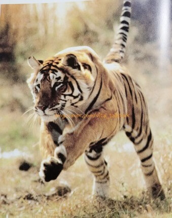 용맹한-호랑이가-목표물을-향해-날렵하게-뛰어드는-맹수의-왕