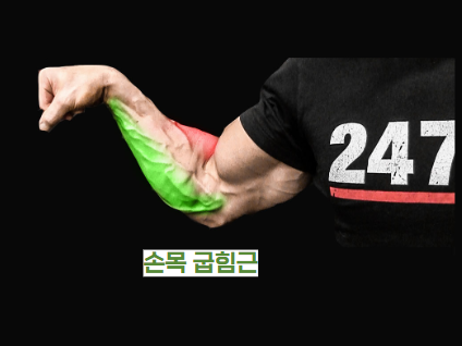 손목 굽힘근 