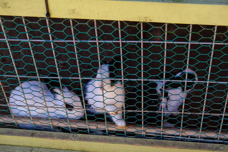 해피 초원목장 토끼