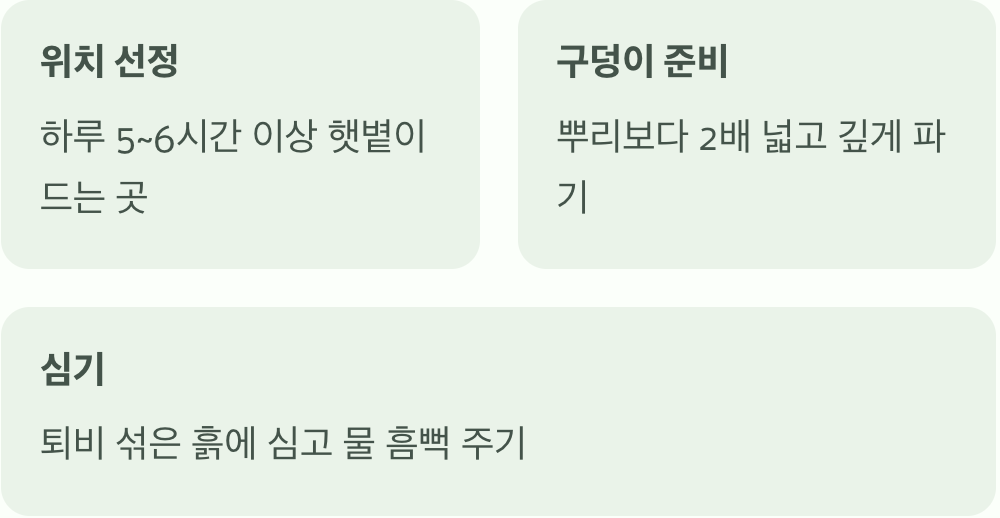 넝쿨장미, 어디에 어떻게 심어야 할까?