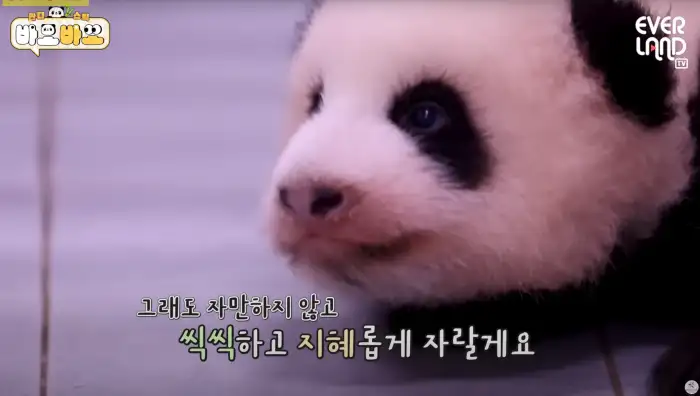 아기바이오-판다