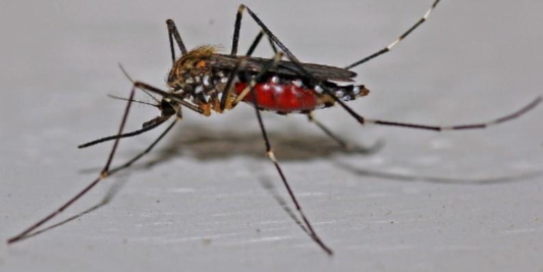 집벌레 종류 퇴치법