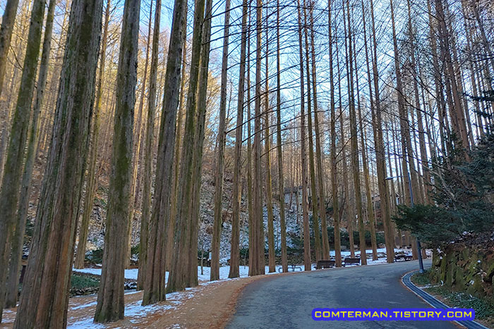 대전 메타세콰이어 길