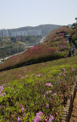 군포 철쭉동산
