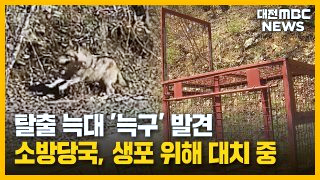 늑구 포획 실패 마취총 드론 재수사