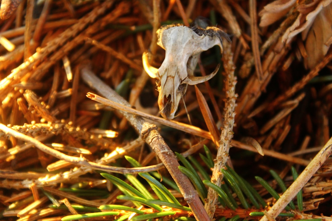 bone