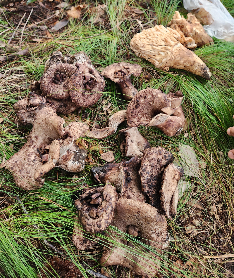 능이버섯과 송이싸리