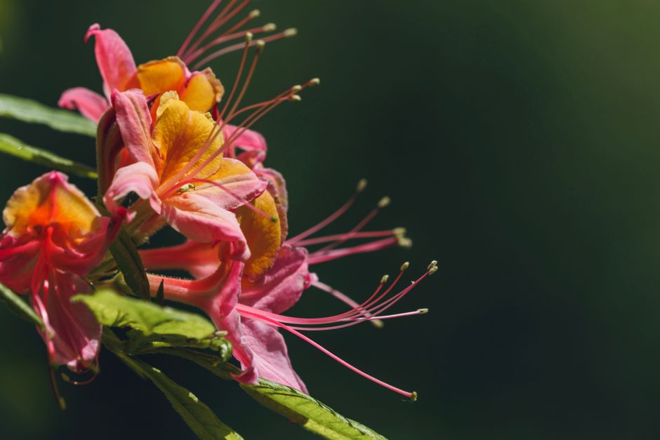 Close-up of a vibrant flame azalea in full bloom against a lush green background.