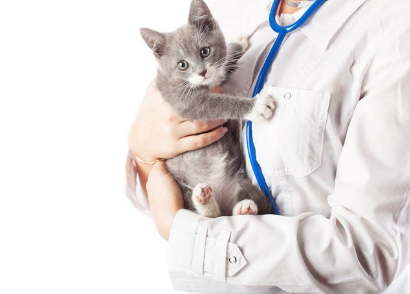 수의사에게 안겨 있는 고양이.