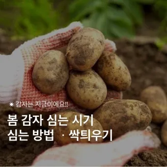 감자 싹나는 시기 파종 시기_13