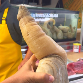 코끼리 조개