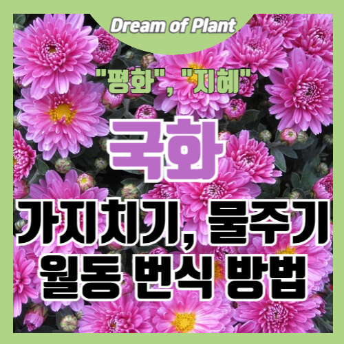 국화 키우는 방법 썸네일 이미지