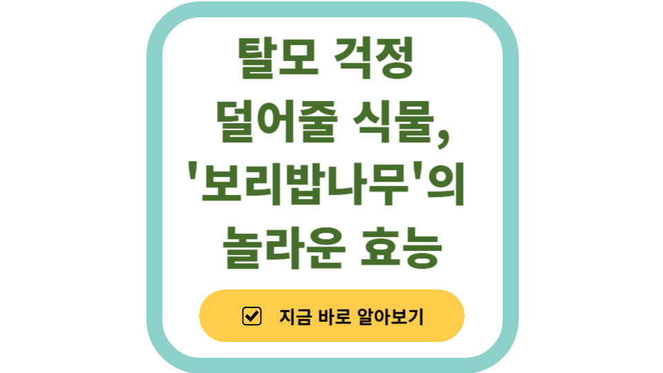 국내 자생식물 보리밥나무의 탈모 예방 효과 사진