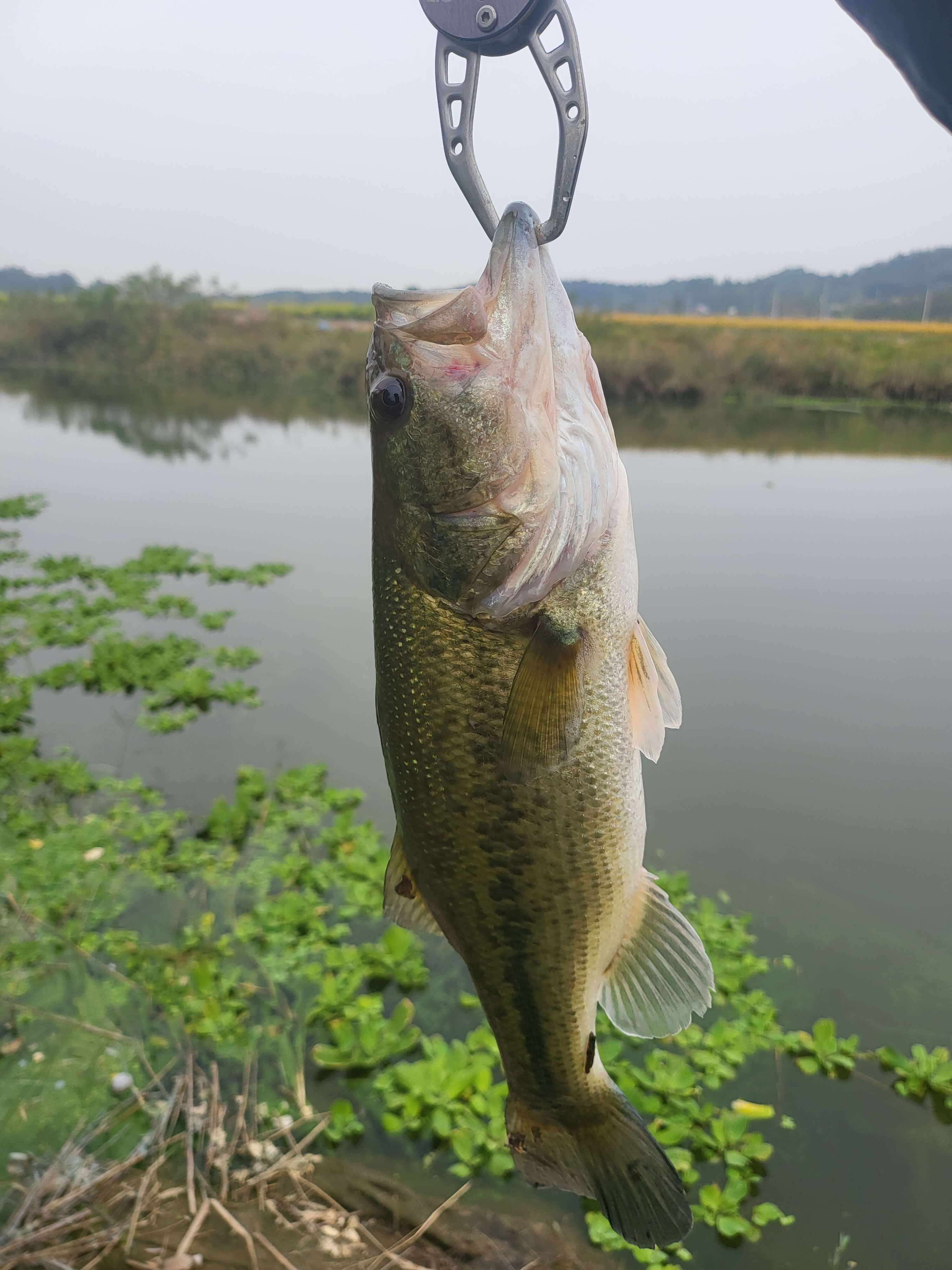 민물의 천덕꾸러기 배스